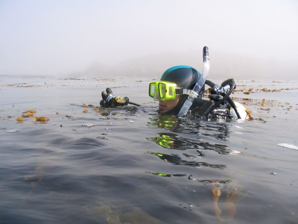 Restoration Divers Replant Kelp Forests on Rocky Coasts diver swimming through a kelp forest underwater